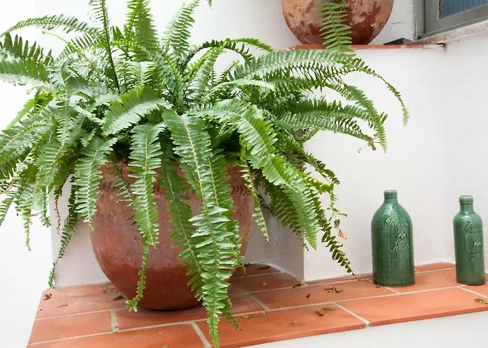 Entrenaranjos Κόρδοβα