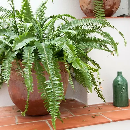 Entrenaranjos 科爾多瓦